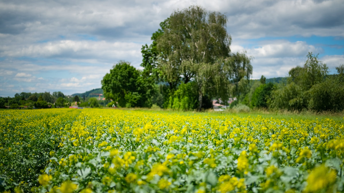 Blühendes Senffeld von ZÜRI SENF